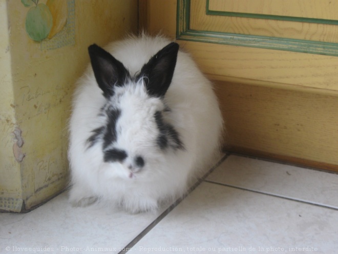 Photo de Lapin