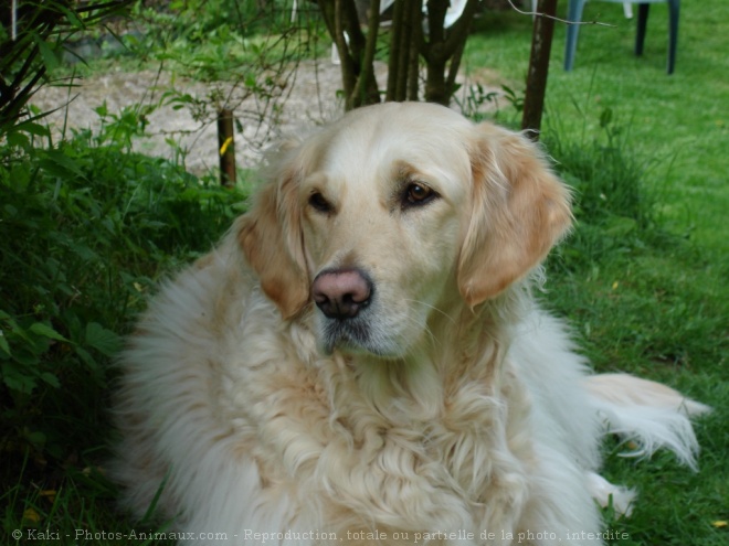 Photo de Golden retriever