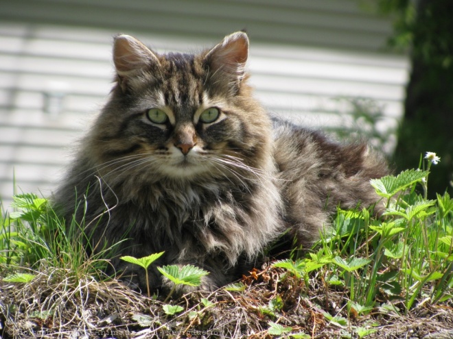 Photo de Chat domestique