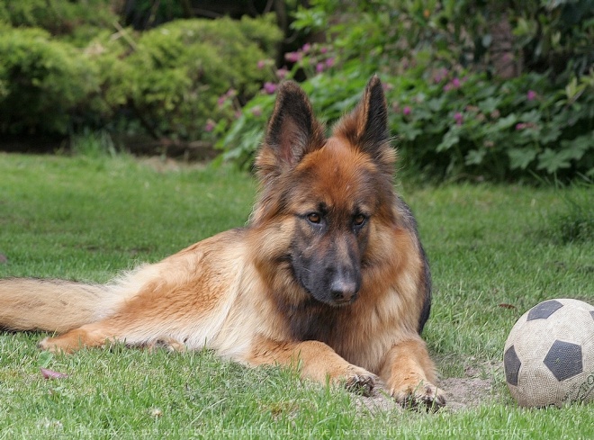 Photo de Berger allemand  poil court