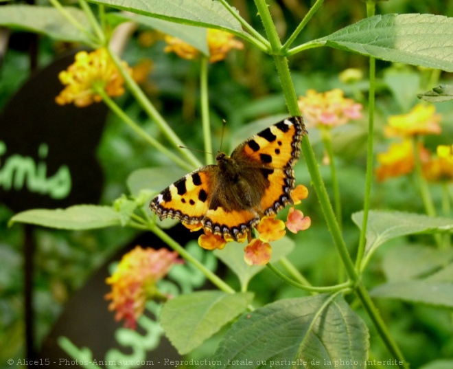 Photo de Papillon