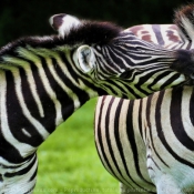 Photo de Zebre