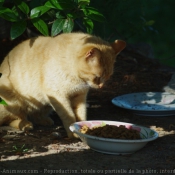 Photo de Chat domestique