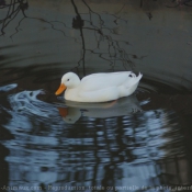 Photo de Canard