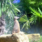 Photo de Suricate