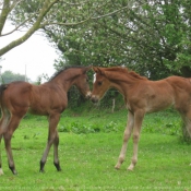 Photo de Races diffrentes