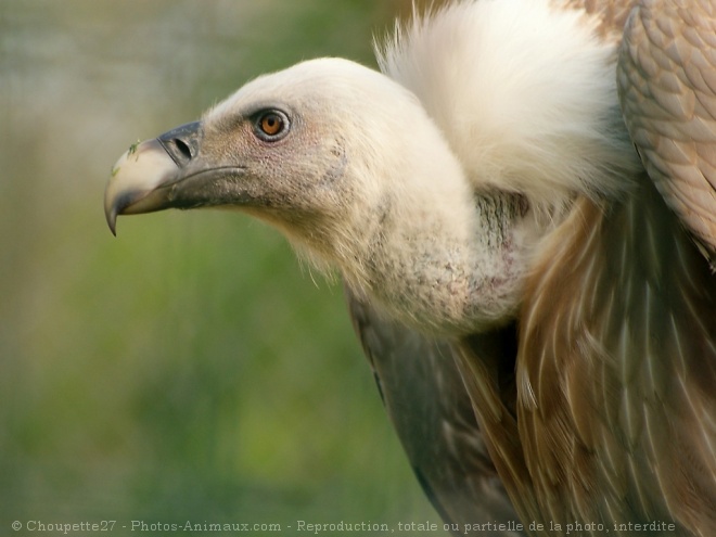 Photo de Vautour fauve