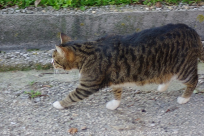 Photo de Chat domestique