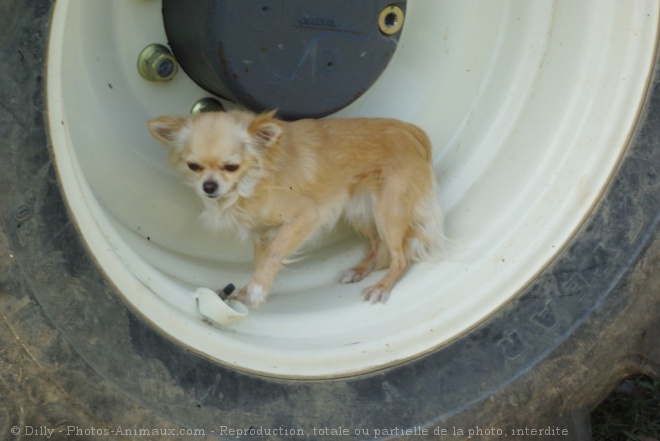 Photo de Chihuahua  poil long