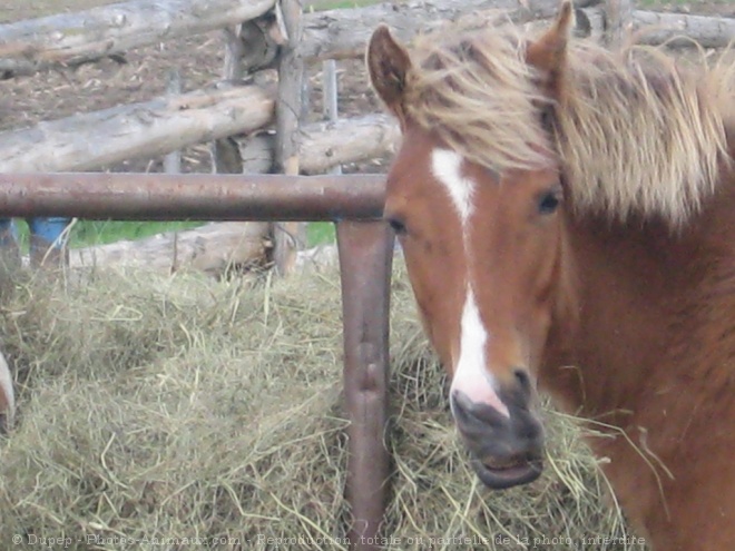 Photo de Poney (toutes races)