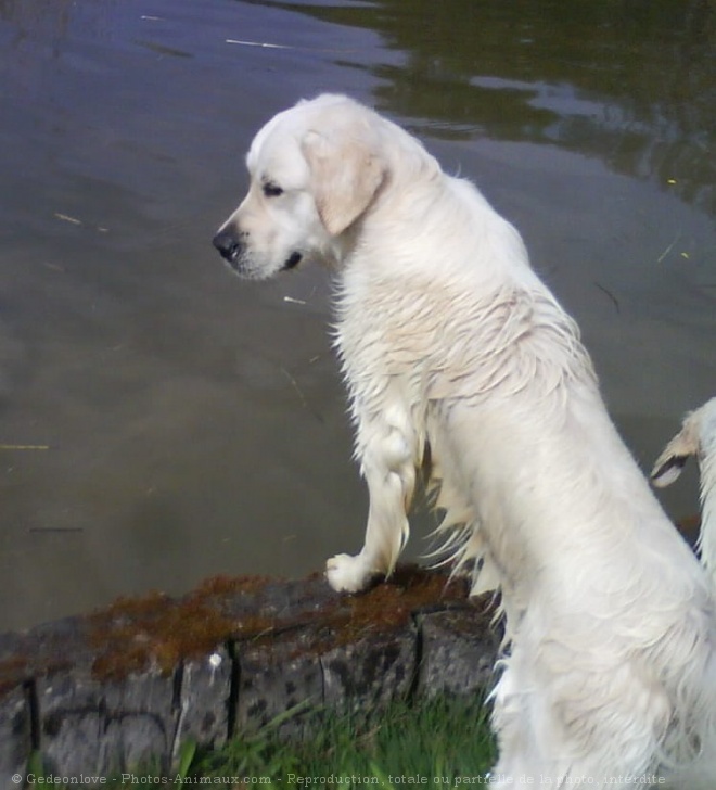 Photo de Golden retriever