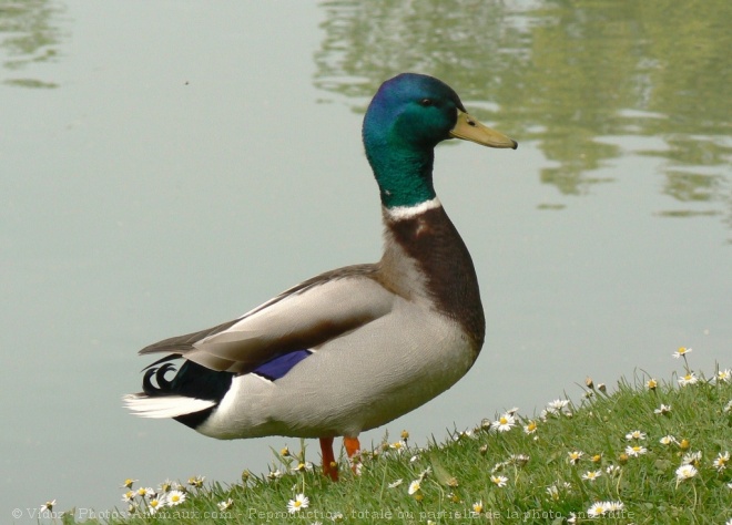 Photo de Canard colvert