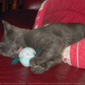 Photo de Chartreux