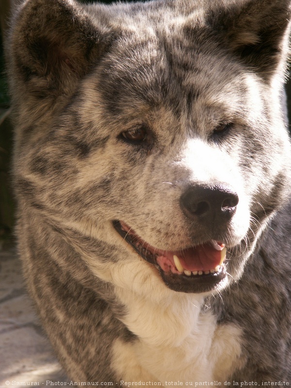 Photo d'Akita inu