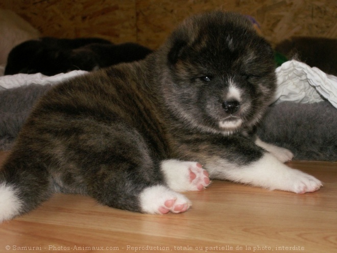 Photo d'Akita inu