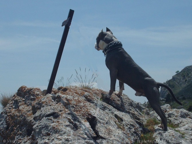 Photo d'American staffordshire terrier