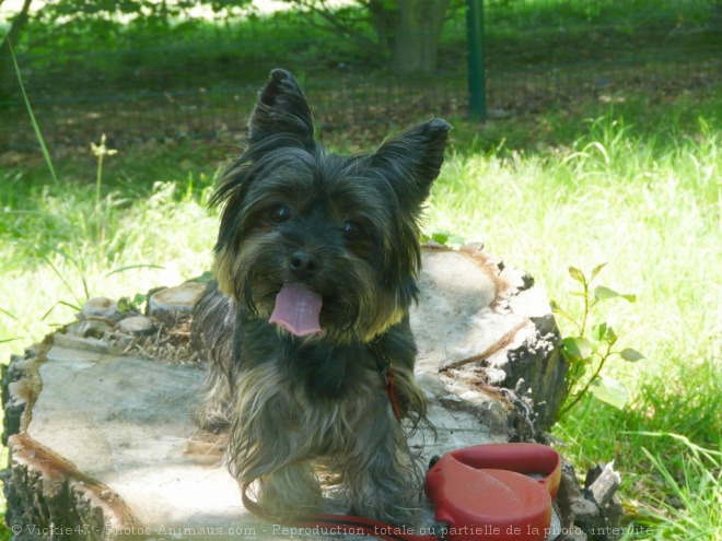 Photo de Yorkshire terrier