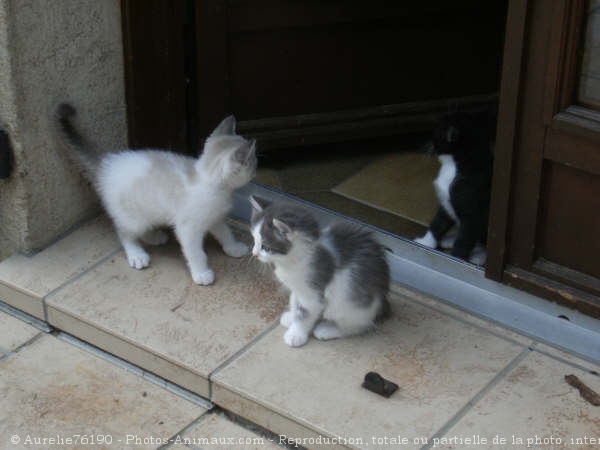 Photo de Chat domestique