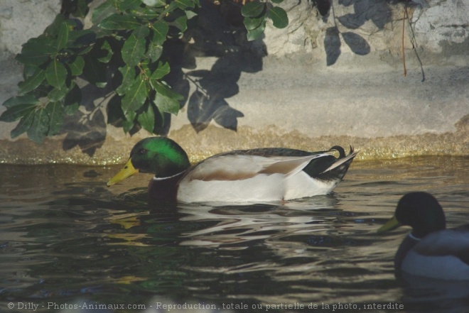 Photo de Canard colvert