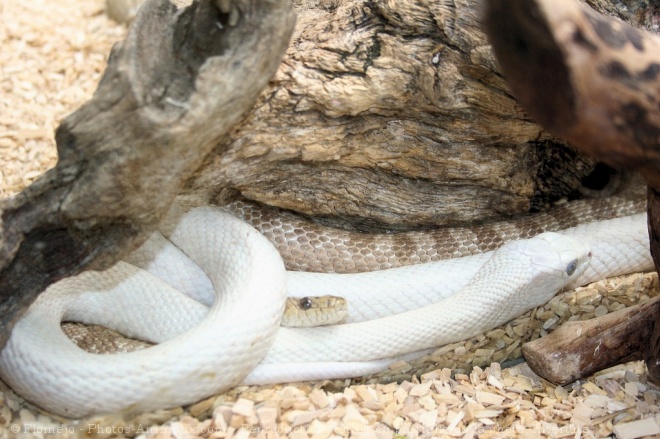 Photo de Serpent