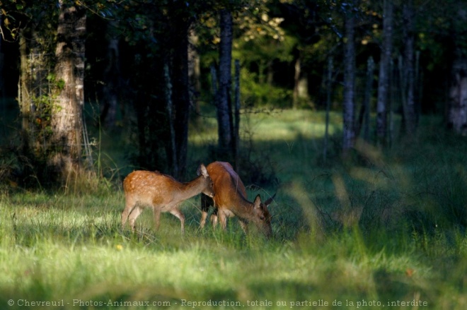 Photo de Biche