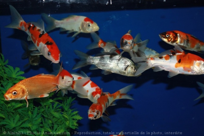 Photo de Poissons rouges