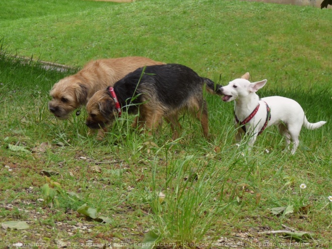 Photo de Races diffrentes