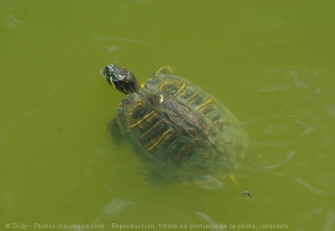 Photo de Tortue