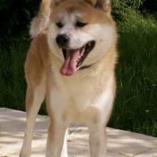 Photo d'Akita inu