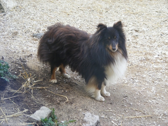 Photo de Chien de berger des shetland