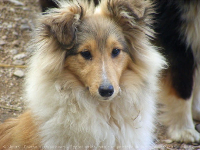 Photo de Chien de berger des shetland