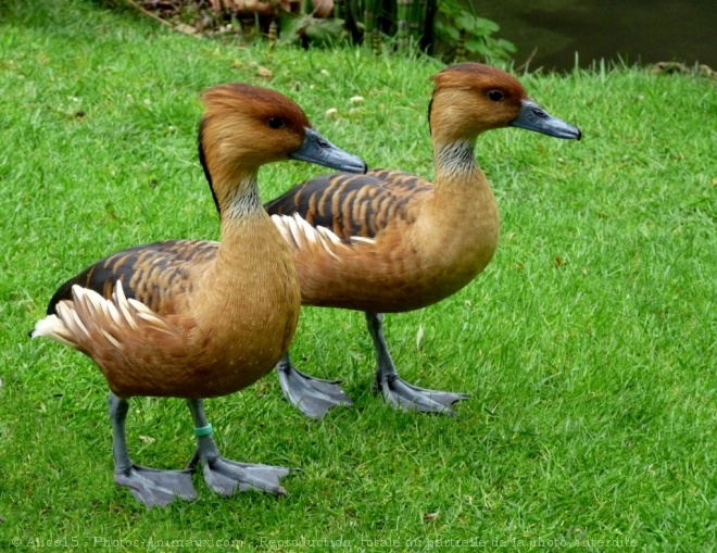 Photo de Canard dendrocygne