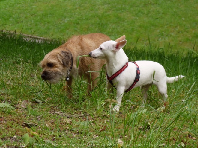 Photo de Races diffrentes