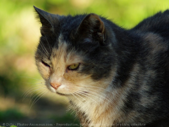 Photo de Chat domestique