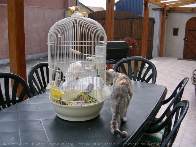 Photo de Chat domestique