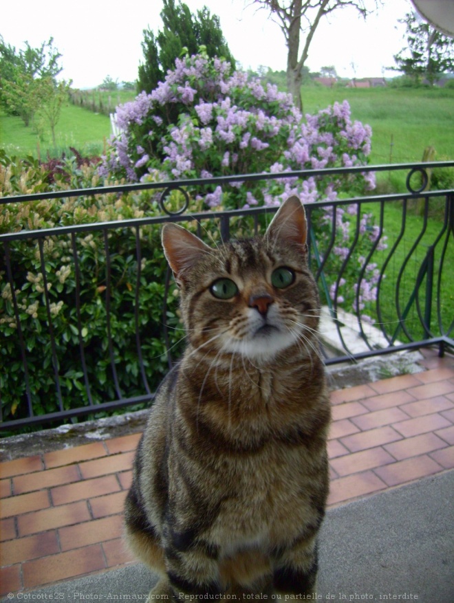 Photo de Chat domestique