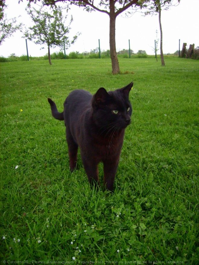 Photo de Chat domestique