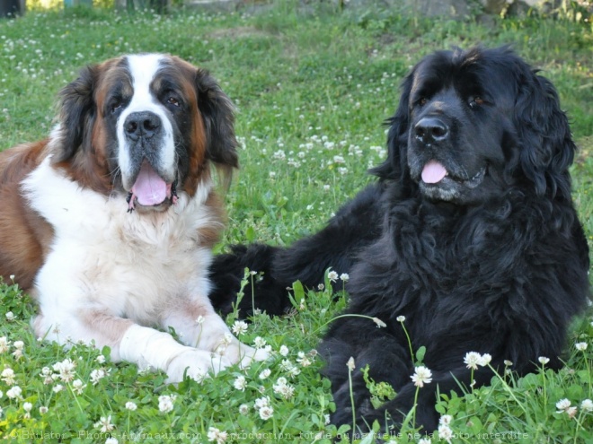 Photo de Saint-bernard poil long