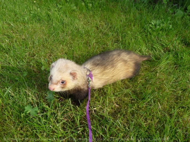 Photo de Furet