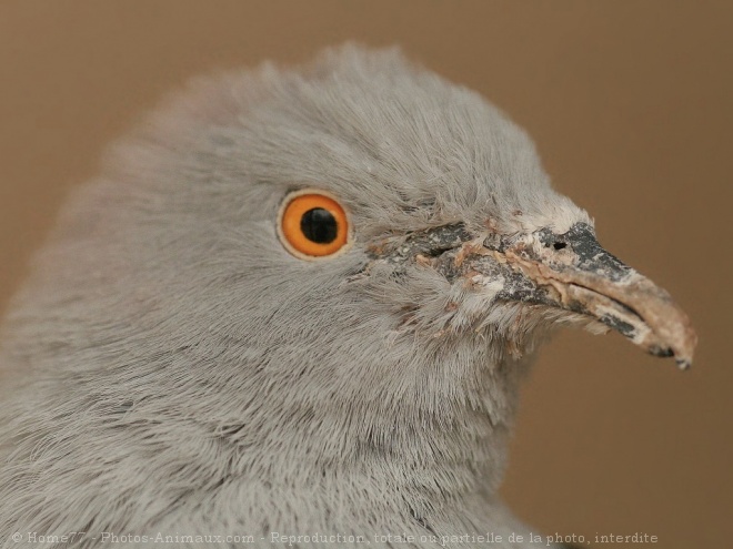 Photo de Pigeon - nouvelle-guine