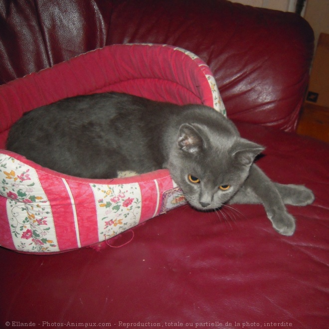 Photo de Chartreux