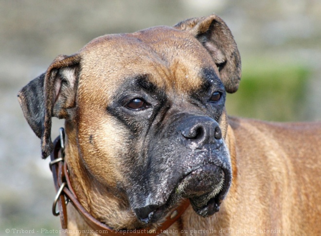 Photo de Boxer