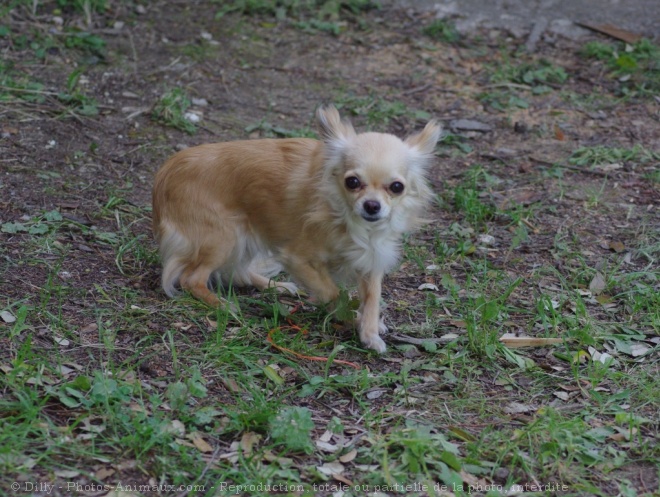 Photo de Chihuahua  poil long