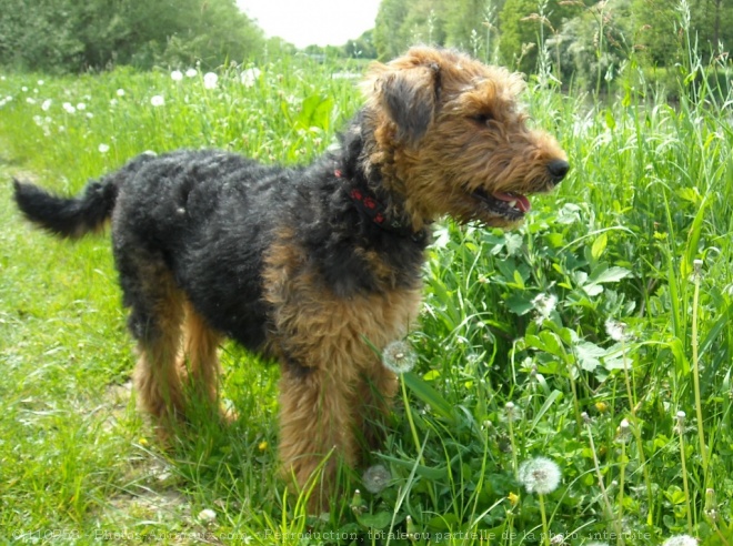 Photo d'Airedale terrier