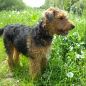 Photo d'Airedale terrier