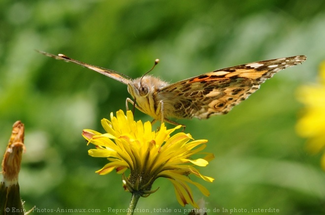 Photo de Papillon