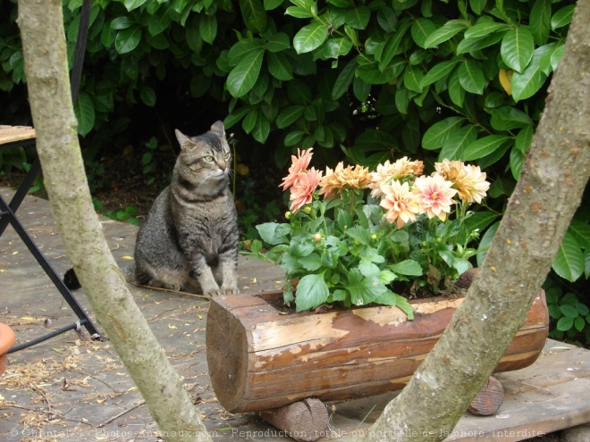 Photo de Chat domestique