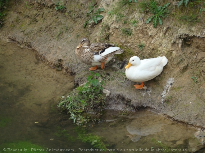 Photo de Canard