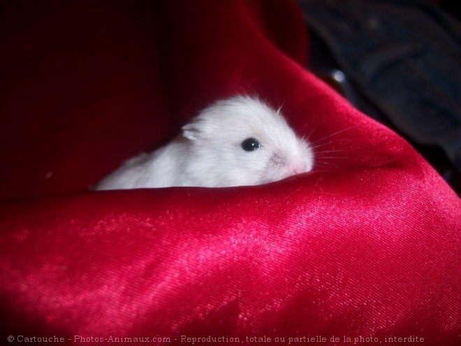 Photo de Hamster