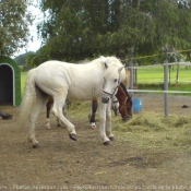 Photo de Poney (toutes races)